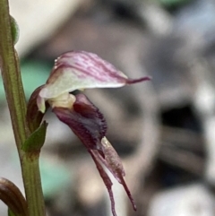 Acianthus collinus at Mundoonen Nature Reserve - suppressed