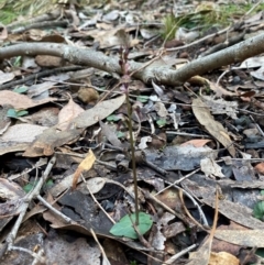 Acianthus collinus at Mundoonen Nature Reserve - suppressed