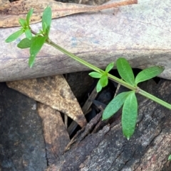 Galium leiocarpum (Maori Bedstraw) at Mundoonen Nature Reserve - 17 Jun 2024 by Tapirlord