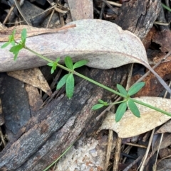 Galium leiocarpum at Mundoonen Nature Reserve - 17 Jun 2024 02:17 PM