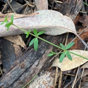 Galium leiocarpum at Mundoonen Nature Reserve - 17 Jun 2024