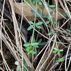 Galium leiocarpum at Mundoonen Nature Reserve - 17 Jun 2024