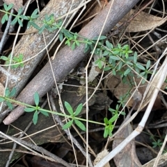 Galium leiocarpum at Mundoonen Nature Reserve - 17 Jun 2024 02:17 PM