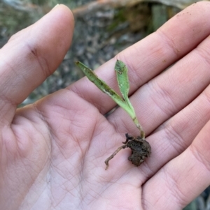 Chiloglottis sp. at Mundoonen Nature Reserve - suppressed