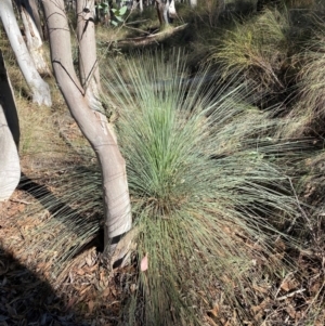 Xanthorrhoea glauca subsp. angustifolia at Mundoonen Nature Reserve - suppressed