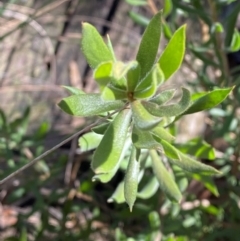 Persoonia rigida (Hairy Geebung) at Mundoonen Nature Reserve - 17 Jun 2024 by Tapirlord