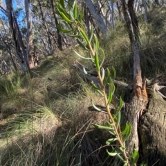 Persoonia rigida at Mundoonen Nature Reserve - 17 Jun 2024 12:25 PM