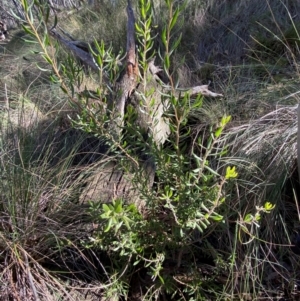 Persoonia rigida at Mundoonen Nature Reserve - 17 Jun 2024 12:25 PM