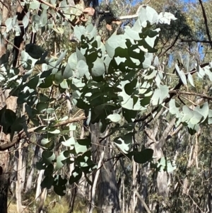 Eucalyptus cinerea subsp. cinerea at Mundoonen Nature Reserve - 17 Jun 2024 12:22 PM