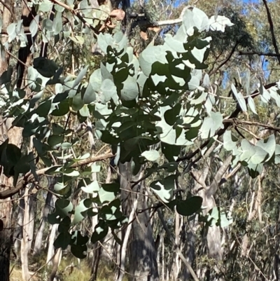 Eucalyptus cinerea subsp. cinerea (Argyle Apple) at Mundoonen Nature Reserve - 17 Jun 2024 by Tapirlord