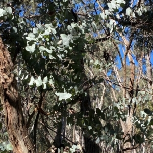 Eucalyptus cinerea subsp. cinerea at Mundoonen Nature Reserve - 17 Jun 2024 12:22 PM