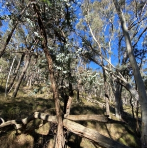 Eucalyptus cinerea subsp. cinerea at Mundoonen Nature Reserve - 17 Jun 2024 12:22 PM