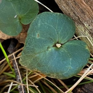 Acianthus collinus at Mundoonen Nature Reserve - suppressed