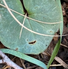 Acianthus collinus at Mundoonen Nature Reserve - 17 Jun 2024