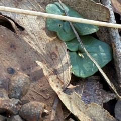 Acianthus collinus at Mundoonen Nature Reserve - suppressed