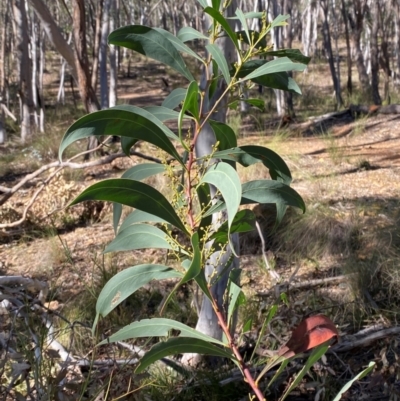 Acacia rubida (Red-stemmed Wattle, Red-leaved Wattle) at Mundoonen Nature Reserve - 17 Jun 2024 by Tapirlord