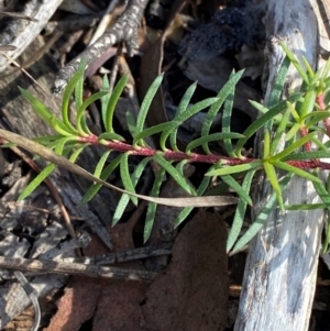 Persoonia chamaepeuce at Mundoonen Nature Reserve - 17 Jun 2024 12:06 PM