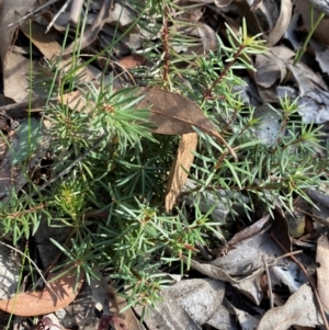 Persoonia chamaepeuce at Mundoonen Nature Reserve - 17 Jun 2024 12:06 PM