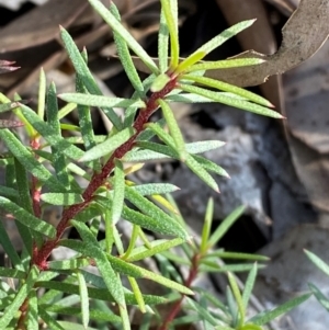 Persoonia chamaepeuce at Mundoonen Nature Reserve - 17 Jun 2024 12:06 PM