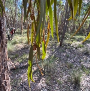 Amyema pendula subsp. pendula at Mundoonen Nature Reserve - 17 Jun 2024 12:03 PM