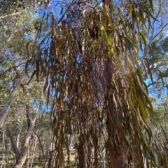 Amyema pendula subsp. pendula at Mundoonen Nature Reserve - 17 Jun 2024 12:03 PM