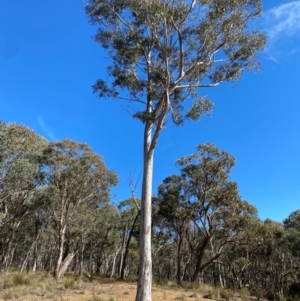 Eucalyptus rossii at Mundoonen Nature Reserve - 17 Jun 2024 12:01 PM