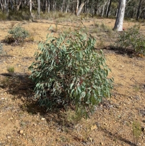 Eucalyptus rossii at Mundoonen Nature Reserve - 17 Jun 2024 12:01 PM