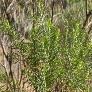 Cassinia hewsoniae at Mundoonen Nature Reserve - 17 Jun 2024 12:01 PM