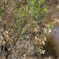 Cassinia hewsoniae at Mundoonen Nature Reserve - 17 Jun 2024 12:01 PM