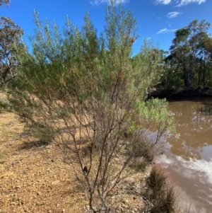 Cassinia hewsoniae at Mundoonen Nature Reserve - 17 Jun 2024 12:01 PM