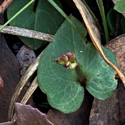 Acianthus collinus (Inland Mosquito Orchid) at Bango Nature Reserve - 17 Jun 2024 by Tapirlord