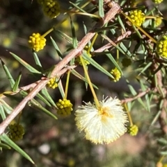 Acacia ulicifolia (Prickly Moses) at Bango Nature Reserve - 17 Jun 2024 by Tapirlord