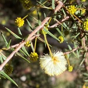 Acacia ulicifolia at Bango Nature Reserve - 17 Jun 2024 10:25 AM