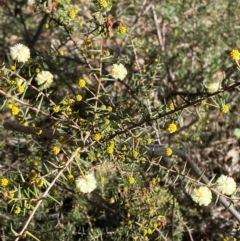 Acacia ulicifolia at Bango Nature Reserve - 17 Jun 2024 10:25 AM