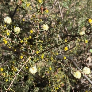 Acacia ulicifolia at Bango Nature Reserve - 17 Jun 2024 10:25 AM