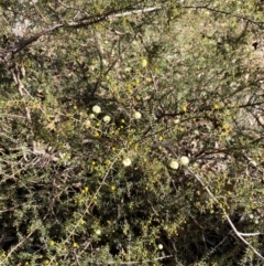 Acacia ulicifolia at Bango Nature Reserve - 17 Jun 2024 10:25 AM