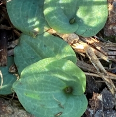 Cyrtostylis reniformis (Common Gnat Orchid) by Tapirlord