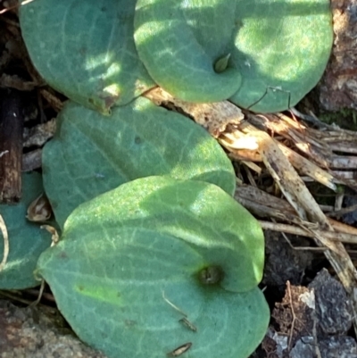 Cyrtostylis reniformis (Common Gnat Orchid) at Bango Nature Reserve - 17 Jun 2024 by Tapirlord