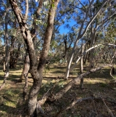 Eucalyptus goniocalyx subsp. goniocalyx (Long-leaved Box) at Bango Nature Reserve - 17 Jun 2024 by Tapirlord