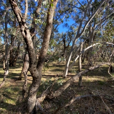 Eucalyptus goniocalyx subsp. goniocalyx (Long-leaved Box) at Bango Nature Reserve - 17 Jun 2024 by Tapirlord