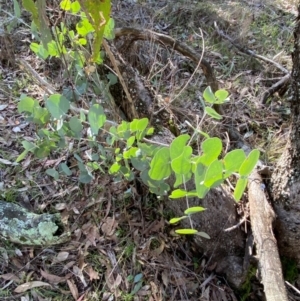 Eucalyptus goniocalyx subsp. goniocalyx at Bango Nature Reserve - 17 Jun 2024 10:03 AM