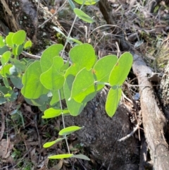 Eucalyptus goniocalyx subsp. goniocalyx at Bango Nature Reserve - 17 Jun 2024 10:03 AM