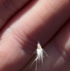 Rytidosperma laeve at Bango Nature Reserve - 17 Jun 2024