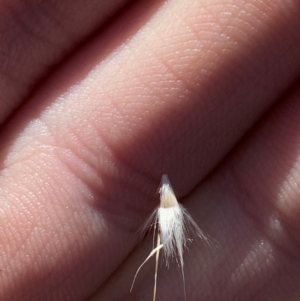 Rytidosperma laeve at Bango Nature Reserve - 17 Jun 2024