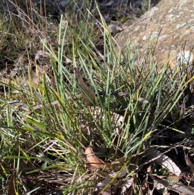 Lomandra filiformis subsp. coriacea (Wattle Matrush) at Bango Nature Reserve - 17 Jun 2024 by Tapirlord