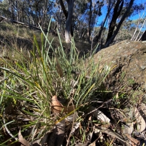 Lomandra filiformis subsp. coriacea at Bango Nature Reserve - 17 Jun 2024 09:45 AM