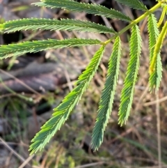 Acacia deanei subsp. deanei (Deane's Wattle) at Bango Nature Reserve - 17 Jun 2024 by Tapirlord