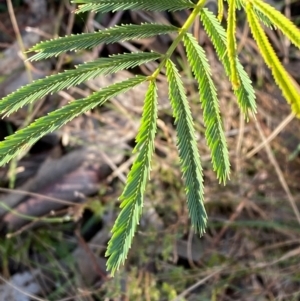 Acacia deanei subsp. deanei at Bango Nature Reserve - 17 Jun 2024 09:42 AM