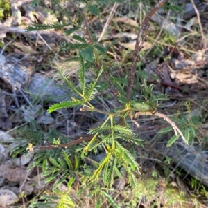 Acacia deanei subsp. deanei at Bango Nature Reserve - 17 Jun 2024 09:42 AM