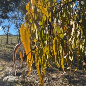 Amyema miquelii at Bango, NSW - 17 Jun 2024 09:39 AM